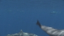 DAUPHINS SPINNER