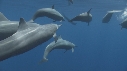 DAUPHINS SPINNER