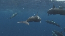 DAUPHINS SPINNER
