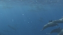 DAUPHINS SPINNER