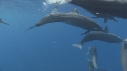 DAUPHINS SPINNER