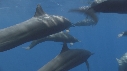 DAUPHINS SPINNER