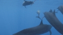 DAUPHINS SPINNER