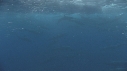 DAUPHINS SPINNER