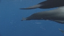 DAUPHINS SPINNER