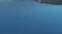 DAUPHINS SPINNER