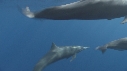 DAUPHINS SPINNER