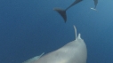 DAUPHINS SPINNER