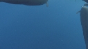 DAUPHINS SPINNER, BAIT BALL