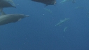 DAUPHINS SPINNER