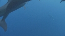 DAUPHINS SPINNER