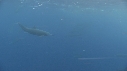 DAUPHINS SPINNER, BAIT BALL