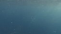 DAUPHINS SPINNER, BAIT BALL
