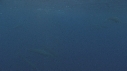 DAUPHINS SPINNER, BAIT BALL