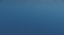 DAUPHINS SPINNER