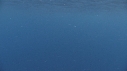 DAUPHINS SPINNER