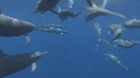 DAUPHINS SPINNER