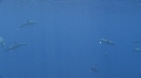 DAUPHINS SPINNER
