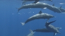 DAUPHINS SPINNER