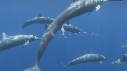 DAUPHINS SPINNER