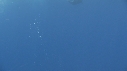 DAUPHINS SPINNER