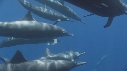DAUPHINS SPINNER