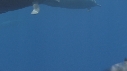 DAUPHINS SPINNER