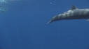DAUPHINS SPINNER