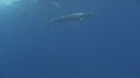 DAUPHINS SPINNER