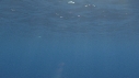 DAUPHINS SPINNER
