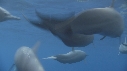 DAUPHINS SPINNER