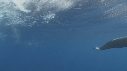 DAUPHINS SPINNER