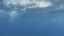 DAUPHINS SPINNER
