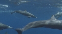 DAUPHINS SPINNER
