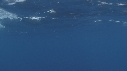 DAUPHINS SPINNER, STRIURES