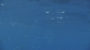 DAUPHINS SPINNER