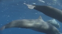 DAUPHINS SPINNER