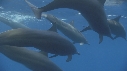 DAUPHINS SPINNER