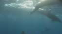 DAUPHINS SPINNER