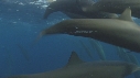 DAUPHINS SPINNER