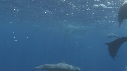 DAUPHINS SPINNER