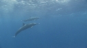 DAUPHINS SPINNER