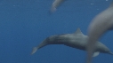 DAUPHINS SPINNER