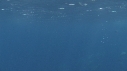 DAUPHINS SPINNER