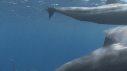 DAUPHINS SPINNER