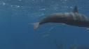 DAUPHINS SPINNER