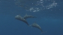 DAUPHINS SPINNER, BAIT BALL, THONS