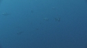 THONS, DAUPHINS SPINNER