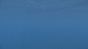 DAUPHINS SPINNER