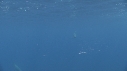 DAUPHINS SPINNER
